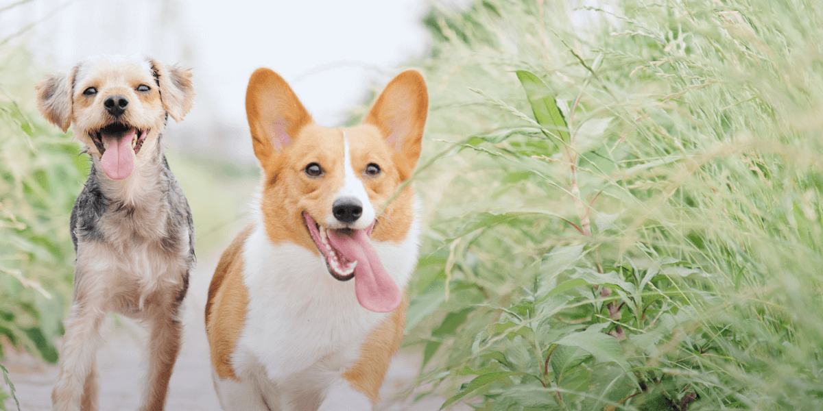 Dogs
